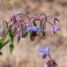 Blumenrabatten mit Faselia gegen Thripse - Biologische Pflanzenschutzmittel